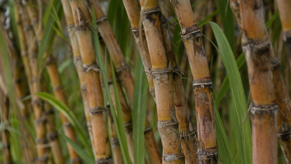 Saccharum officinarum o Canna da Zucchero