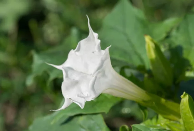 Datura stramonio e belladonna