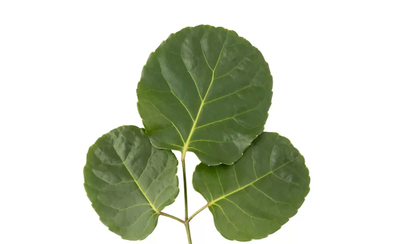 Polyscias