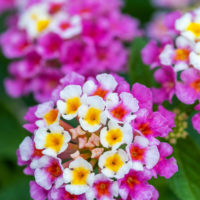 Fiori per balconi e terrazzi