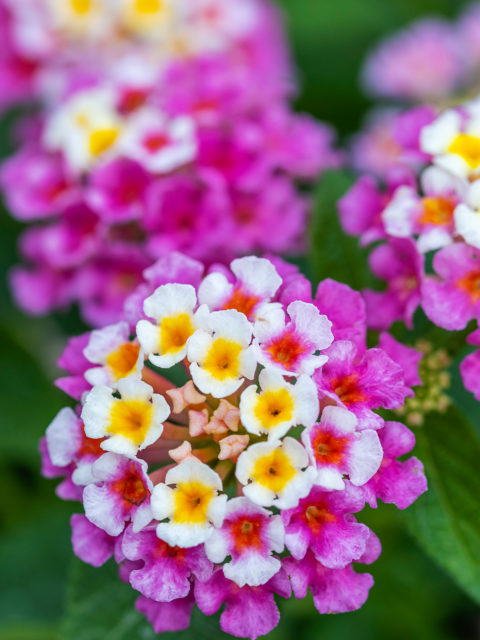 Fiori per balconi e terrazzi