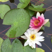 Piante acquatiche