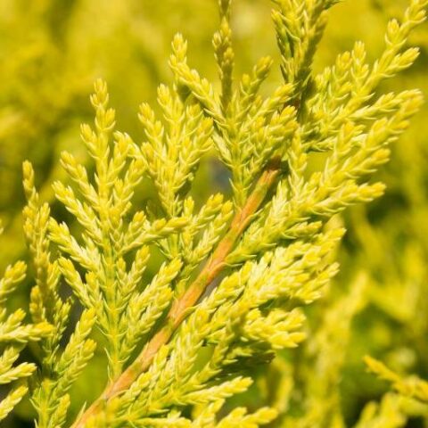 Cupressocyparis leylandii "Excalibur Gold" (Cupressus leylandii, Cipresso) [Vaso 27cm]