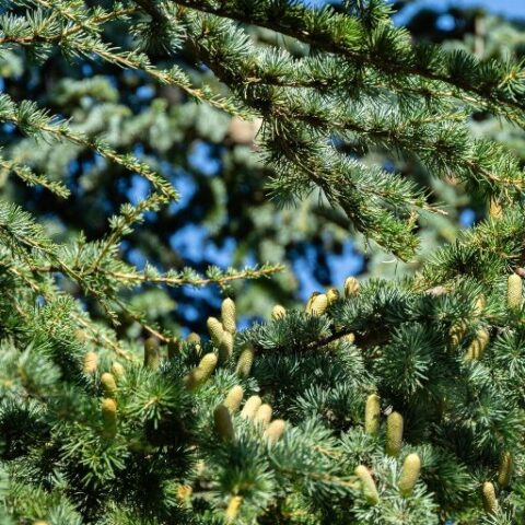 Cedrus libani "Fastigiata" (Cedro del Libano) [H. 120 cm.]