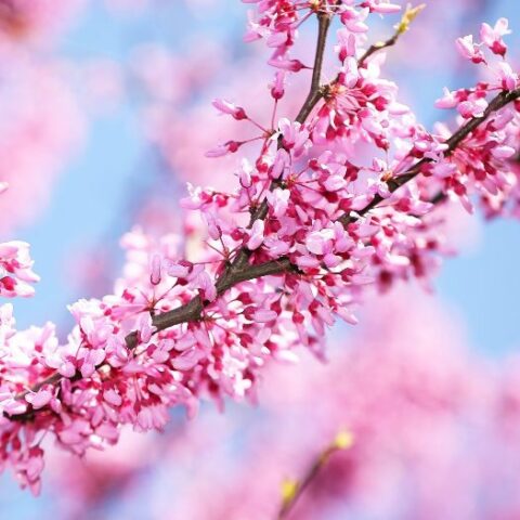 Cercis canadensis var. texensis "Traveller" [H. 120 cm.]