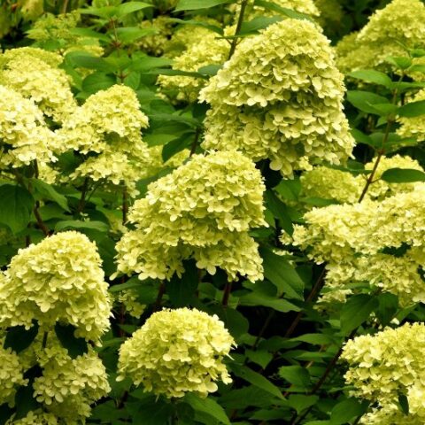 Hydrangea paniculata "Mojito" (Ortensia) [Vaso 21cm]