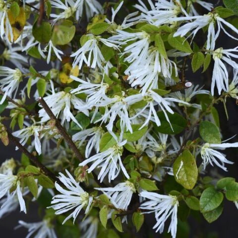 Loropetalum chinense "Snow Dance" [Vaso 19cm]