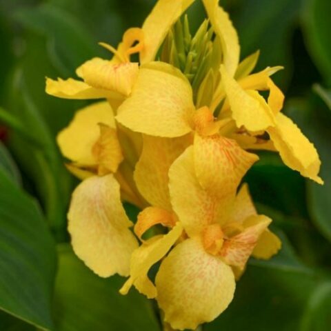 Canna indica "Cannova Yellow" [Vaso 14cm]