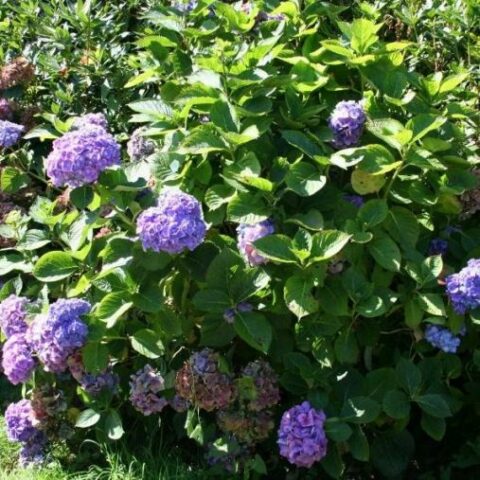 Hydrangea macrophylla "Yola Blu" (Ortensia) [Vaso 19cm]