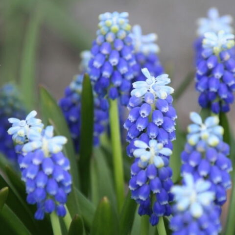 Muscari Touch of Snow (15 BULBI)