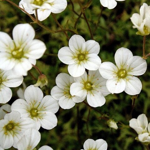 Saxifraga x arendsii "Schwefellicht" [Vaso 10cm]