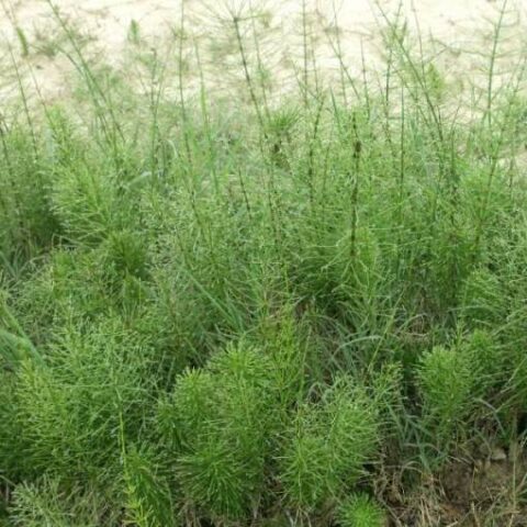 Equisetum palustre (Equiseto) [Vaso 11x11cm]