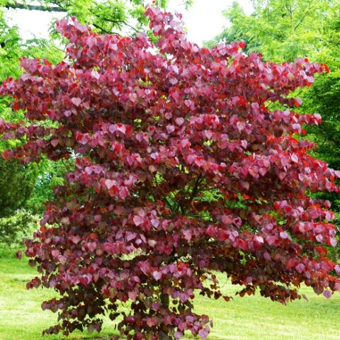 Cercis canadensis "Merlot" [H. 90 cm.]