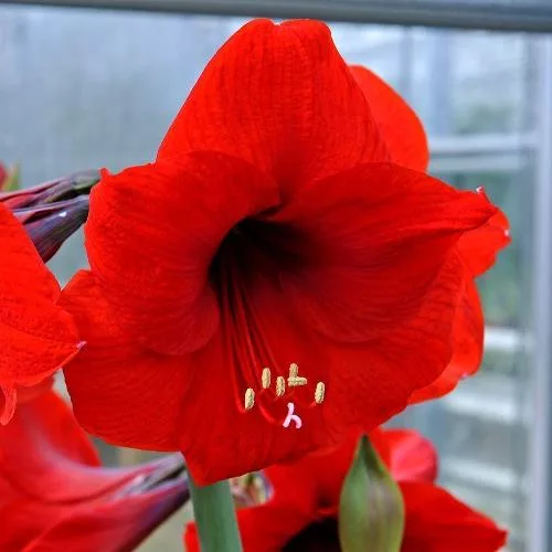 Amaryllis Belinda (1 BULBO)