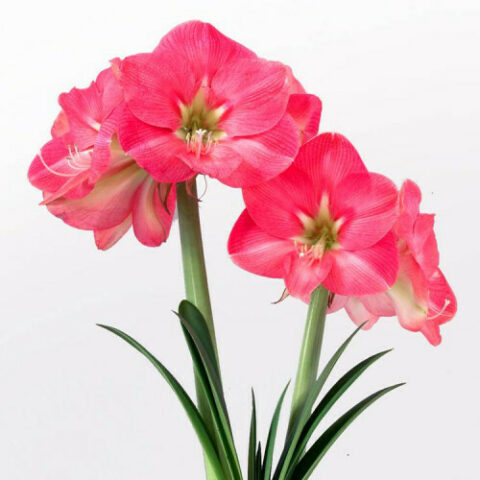 Amaryllis Susan (1 BULBO)