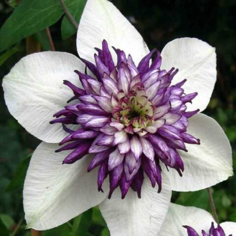 Clematis florida var. sieboldiana (Clematide) [Vaso 15cm]
