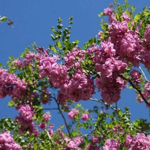 Robinia x margaretta "Pink Cascade" (R. x margaretta "Casque Rouge") [H. 180 cm.]