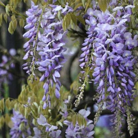 Wisteria floribunda "Issai-naga" (Glicine) [Vaso 18cm]