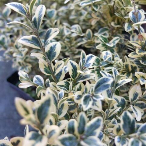 Buxus sempervirens "Variegata" o "Elegantissima" (Bosso variegato) [Vaso 17cm]