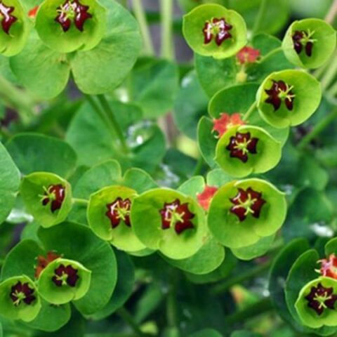 Euphorbia x martinii "Kolibri" [Vaso 18cm]