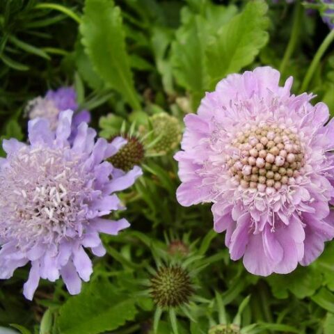 Scabiosa columbaria "Nana" [Vaso 10cm]