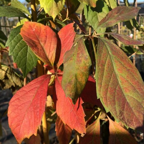 Parthenocissus quinquefolia "Engelmannii" (Ampelopsis, Vite del Canada) [Vaso 19cm]