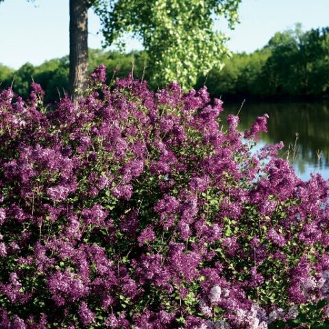 Syringa Bloomerang - Dark Purple (Lill) [Vaso 18cm]