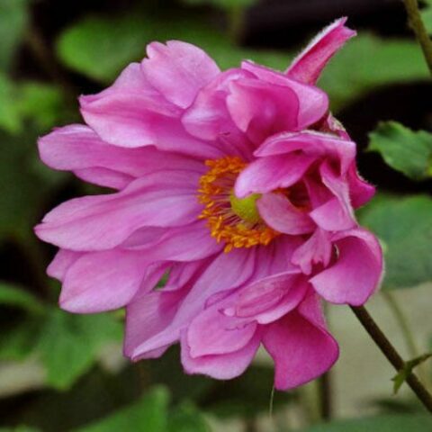 Anemone hupehensisvar. japonica "Rotkappchen" [Vaso 18cm]