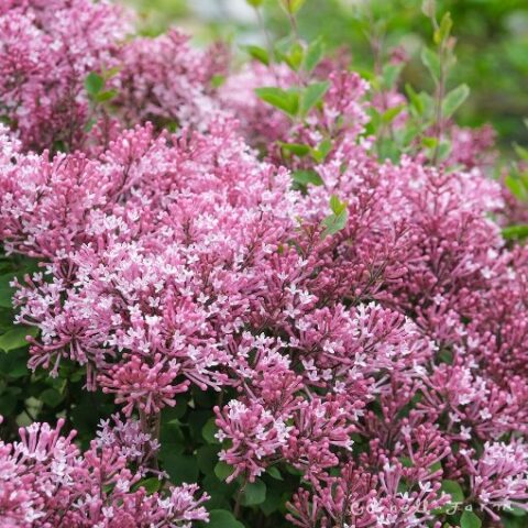 Syringa Bloomerang - Pink Perfume (Lill) [Vaso 18cm]
