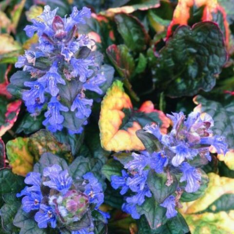 Ajuga reptans "Rainbow" [Vaso 10cm]