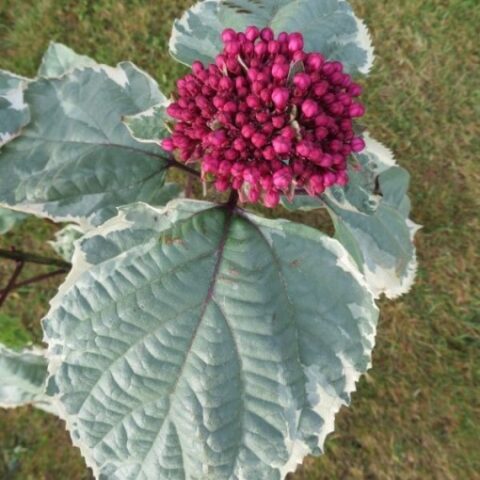 Clerodendrum bungei "Pink Diamond" (Clerodendro) [Vaso 15cm]