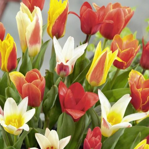 Tulipano Kaufmanniana Mixed (10 BULBI)