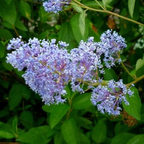 Ceanothus x delileanus "Gloire de Versailles" [Vaso 17cm]