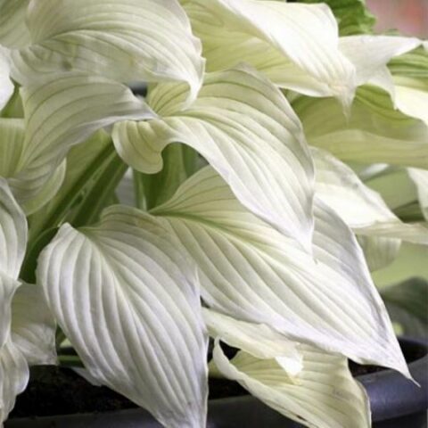 Hosta "White Feather" [Vaso 11cm]