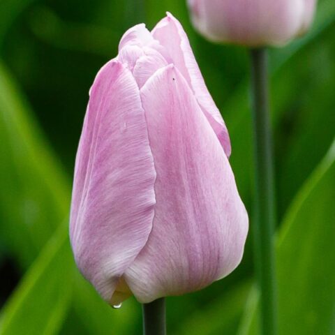 Tulipano Candy Prince (10 BULBI)