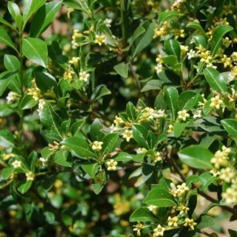 Pittosporum heterophyllum (Pittosporo) [Vaso 18cm]