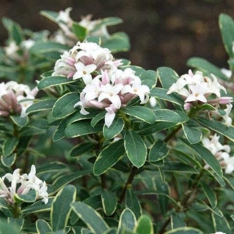Daphne transatlantica "Summer Ice" [Vaso 18cm]