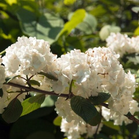 Viburnum plicatum "Rotundifolium" (Viburno) [Vaso 19cm]
