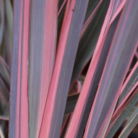 Phormium tenax "Sundowner" [Vaso 19cm]