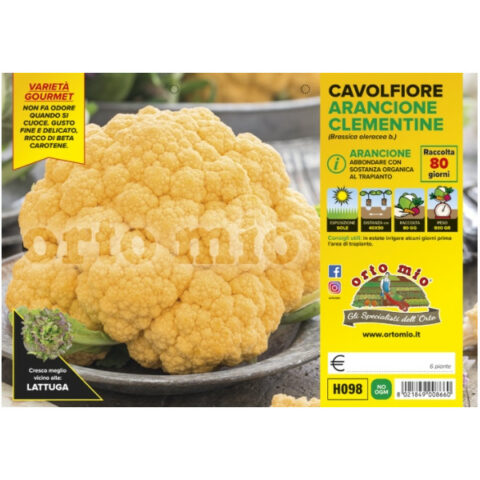 Cavolfiore arancione "Clementine F1" [1 Plateaux da 6]