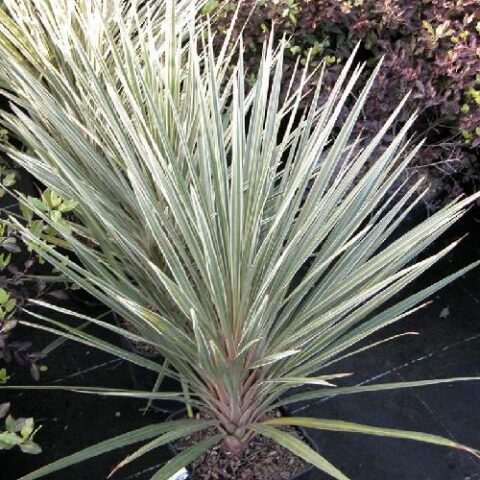 Cordyline australis "Pink Champagne" (da esterno) [Vaso 18cm]