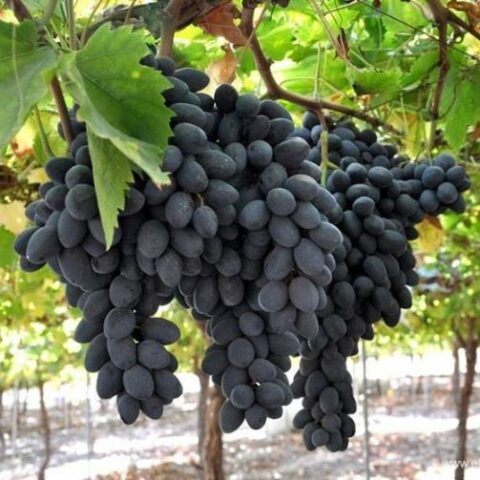 Uva da tavola nera "Apirena" [Vaso 2 Litri]