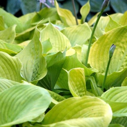Hosta "Sum and Substance" [Vaso 14cm]