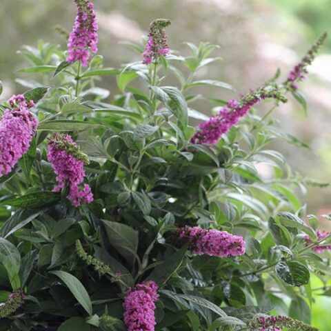 Buddleja davidii "Pink Micro Chip" [Vaso 18cm]