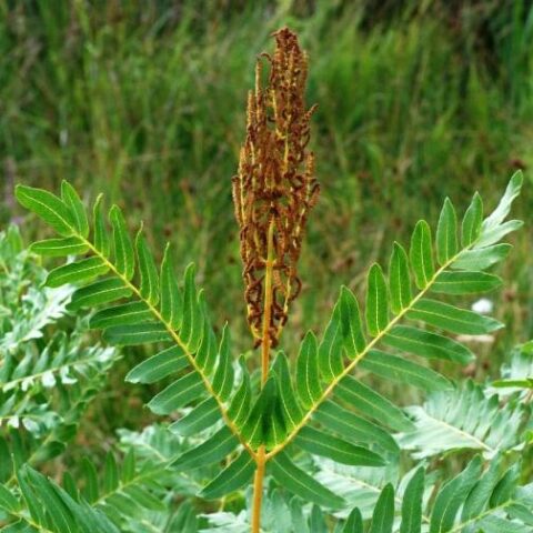 Osmunda regalis [Vaso 18cm]