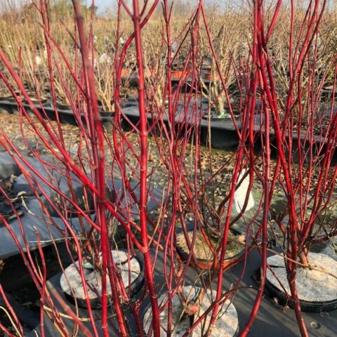 Cornus sanguinea "Midwinter Fire" [Vaso 18cm]