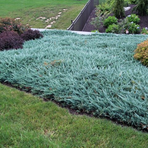 Juniperus horizontalis "Blue Chip" (Ginepro) [Vaso 17cm]