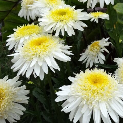 Leucanthemum maximum "Real Glory" [Vaso 14cm]