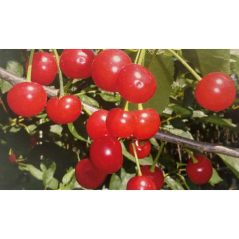 Ciliegio "Montmorency" [Vaso 20cm]