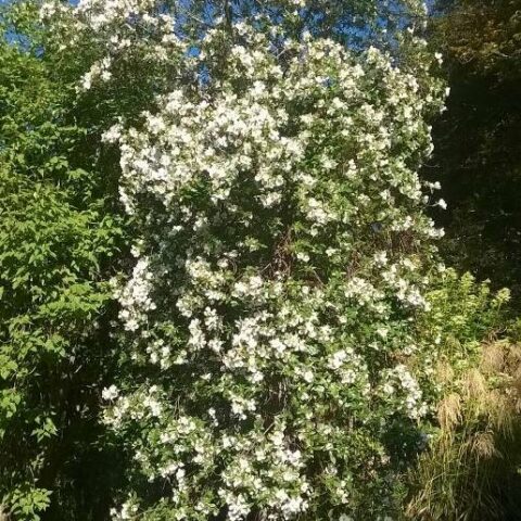 Eucryphia lucida "Ballerina" [H. 70 cm.]